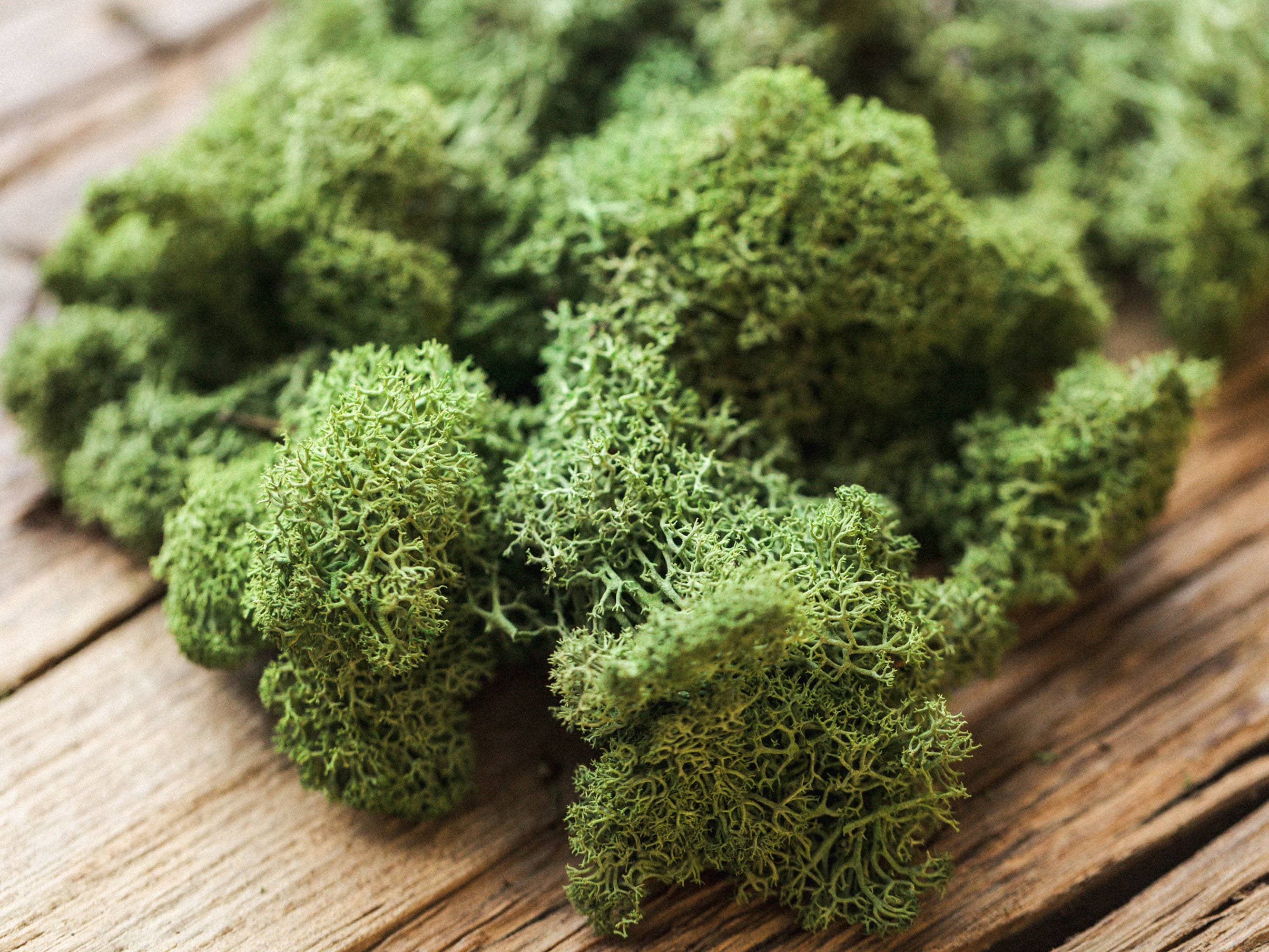 Stabilized Scandinavian Moss - Lush Greenery for Home and Wedding Decor