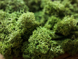 Stabilized Scandinavian Moss - Lush Greenery for Home and Wedding Decor