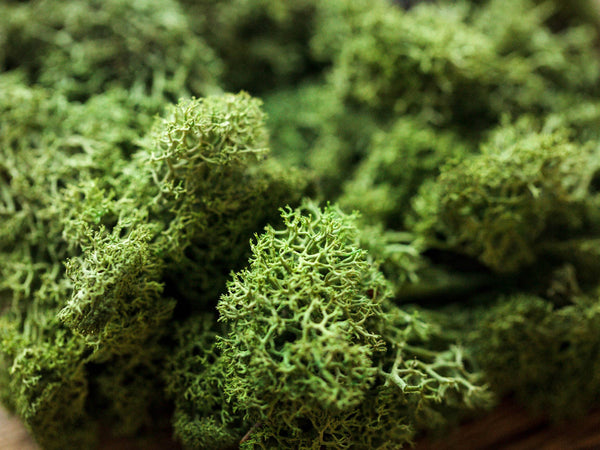 Stabilized Scandinavian Moss - Lush Greenery for Home and Wedding Decor