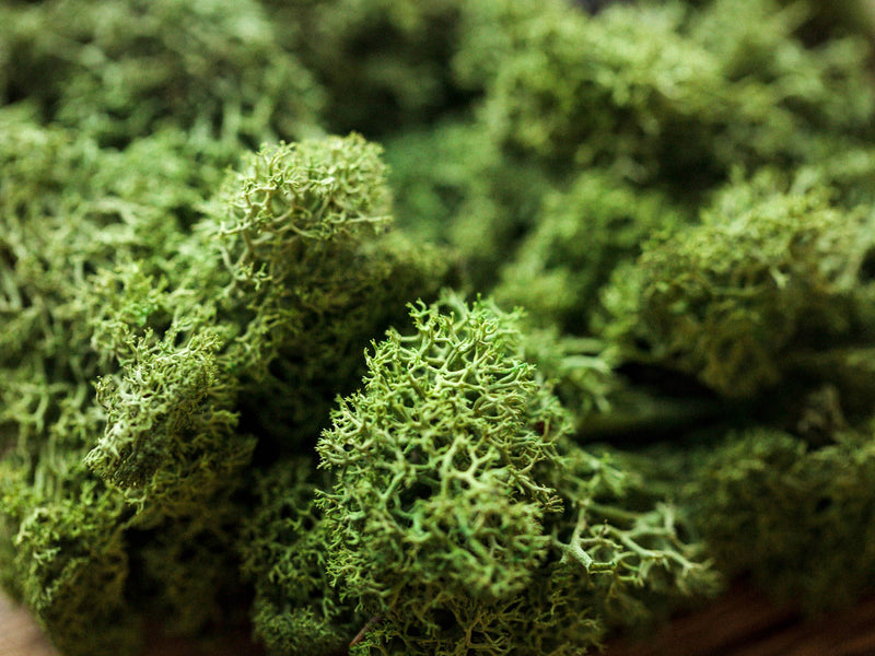 Stabilized Scandinavian Moss - Lush Greenery for Home and Wedding Decor