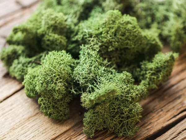 Stabilized Scandinavian Moss - Lush Greenery for Home and Wedding Decor